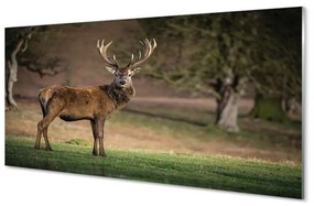 Tablouri acrilice Deer în domeniu