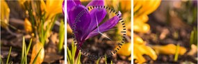 Tablou cu floare violetă (cu ceas) (90x30 cm)