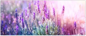 Tablou - Lavandă în strălucirea soarelui (120x50 cm)