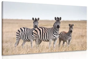 Tablou trei zebre în savana