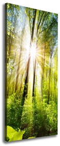 Tablou pe pânză canvas Soare în pădure