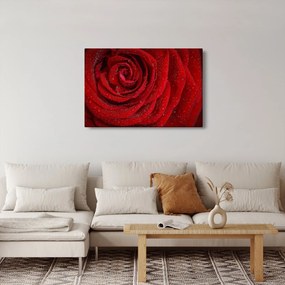 Tablou - detaliu de trandafir (90x60 cm)