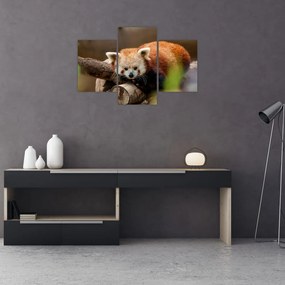 Tablou cu panda roșie (90x60 cm)