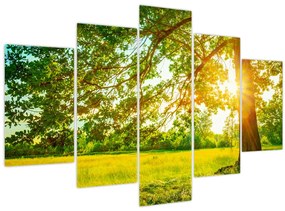 Tablou - Pădurea însorită (150x105 cm)