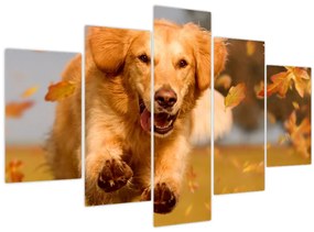 Tablou - Golden Retriever (150x105 cm)