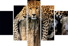 Tablou - Ghepard (150x105 cm)