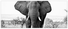 Tablou - Elefantul african II. (120x50 cm)