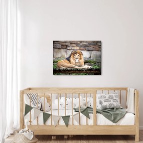 Tablou cu leu (70x50 cm)