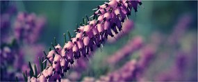 Tablou cu lavanda (120x50 cm)