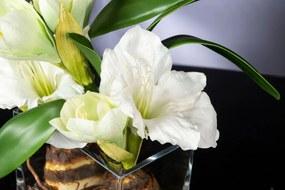 Aranjament floral mediu design LUX SQUARE AMARYLLIS BULB