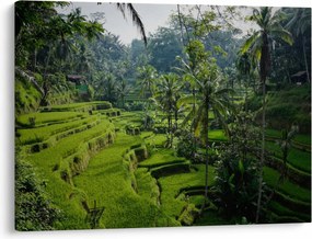Tablou cu terasele cu orez Tegalalang, Bali (70x50 cm)