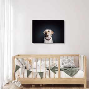 Tablou pe sticlă cu labrador (70x50 cm)