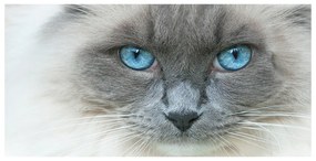Tablou pe sticlă acrilică Cat ochi albaștri