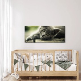 Tablou cu pisicuța (120x50 cm)