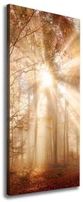 Imprimare tablou canvas Pădure în toamna