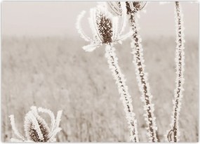 Tablou - Ciulinul în timpul iernii (70x50 cm)