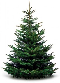 Brad natural de Craciun nordmann Premium  200-225 cm