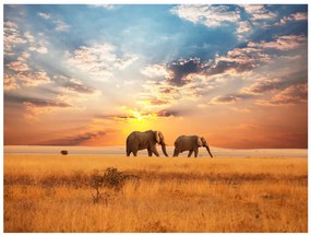 Fototapet - African savanna elephants