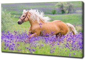 Tablou pe pânză Un cal într-un câmp de lavandă