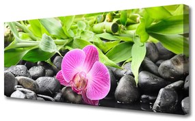 Tablou pe panza canvas Frunze de flori Pietre Arta Roz Verde Negru