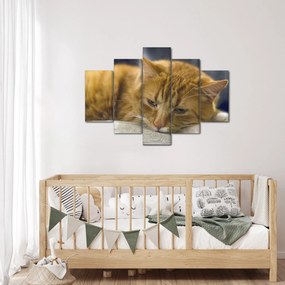 Tabloul pisicii (150x105 cm)