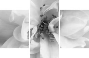 Tablou - Floare,alb-negru (90x60 cm)