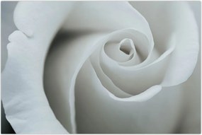 Tablou - Trandafirul alb (90x60 cm)
