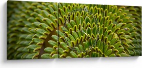 Tablou - Fern (cu ceas) (90x30 cm)