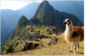 Tablou - Lama și Machu Picchu (90x60 cm)