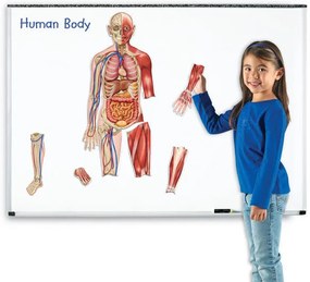 CORPUL UMAN - SET MAGNETIC - LEARNING RESOURCES (LER6044)