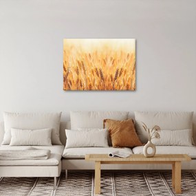 Tablou - câmp cu grâne (70x50 cm)