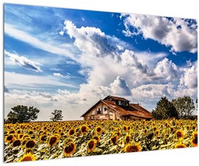 Tablou cu câmp de floarea soarelui (90x60 cm)