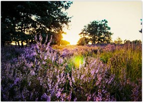 Tablou - Câmp cu lavandă (70x50 cm)
