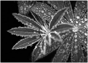 Tablou - Frunze cu picături (70x50 cm)