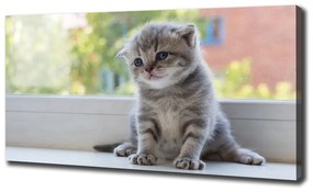 Tablouri tipărite pe pânză Pisica mica la fereastra