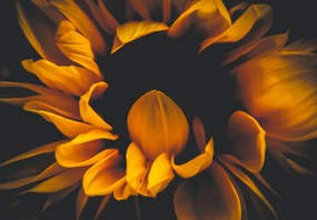 Fototapet - Floarea-soarelui în întuneric (147x102 cm)