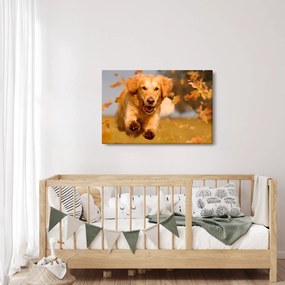 Tablou - Golden Retriever (90x60 cm)
