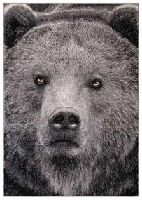 Covor Kolibri Urs 11365 Selectează mărime: 200 X 300