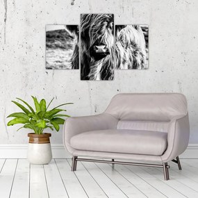 Tablou - Highland - vacă scoțiană (90x60 cm)