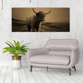 Tablou - Vacă scoțiană pe fugă (120x50 cm)