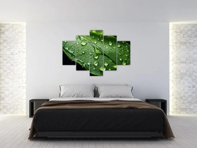 Tablou - Frunză după ploaie (150x105 cm)