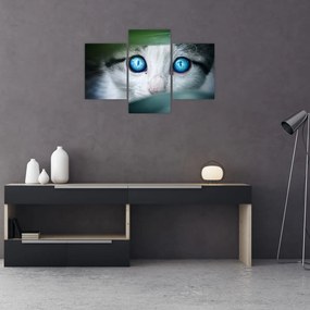 Tablou cu pisica (90x60 cm)