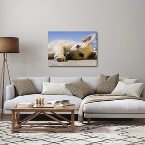 Tablou cu cățeluș dormind (70x50 cm)