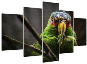 Tablou cu papagal (150x105 cm)