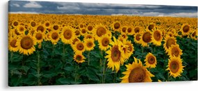 Tablou câmpului de floarea soarelui (120x50 cm)