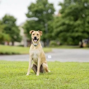 PetSafe® Gard electric pentru câini Classic