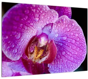 Tablou detailat cu floare de orhidee (70x50 cm)