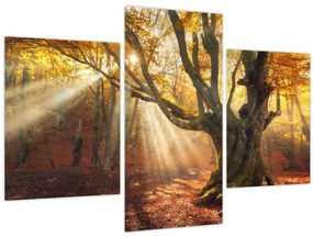 Tablou - Lumina de toamnă (90x60 cm)