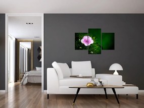 Tablou cu floare roz (90x60 cm)