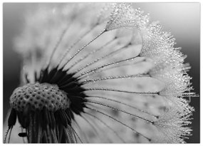 Tablou cu păpădie - albnegru (70x50 cm)